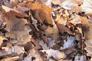 düşen yapraklar arka plan