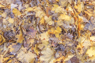 düşen yapraklar arka plan