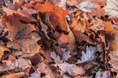 düşen yapraklar arka plan