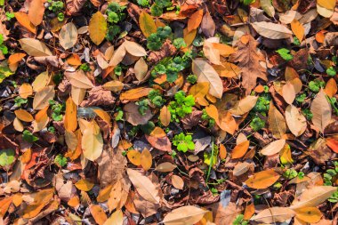 düşen yapraklar arka plan