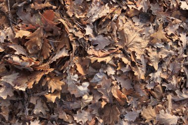 düşen yapraklar arka plan