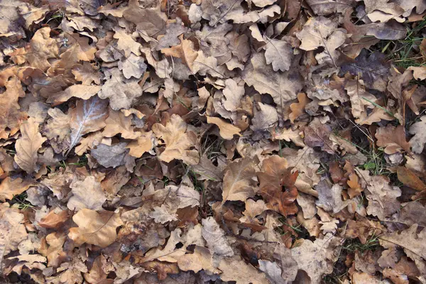 Düşen yapraklar arka plan — Stok fotoğraf