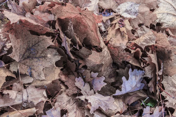 Opadłych liści tło — Zdjęcie stockowe