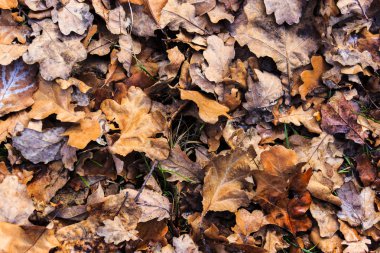 düşen yapraklar arka plan