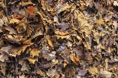 düşen yapraklar arka plan