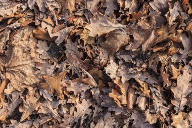 düşen yapraklar arka plan