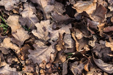 düşen yapraklar arka plan