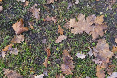 düşen yapraklar arka plan