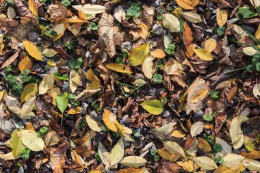 düşen yapraklar arka plan