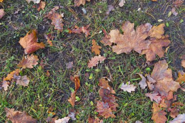 düşen yapraklar arka plan