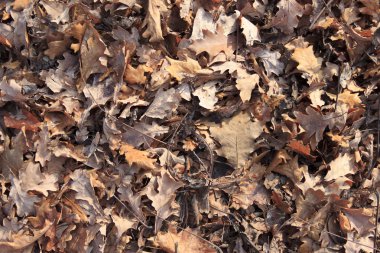 düşen yapraklar arka plan