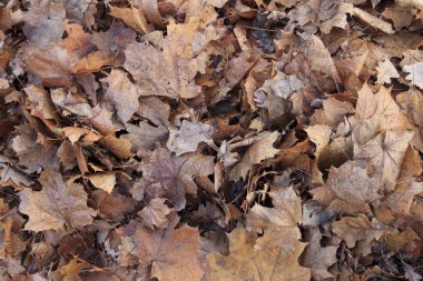 düşen yapraklar arka plan