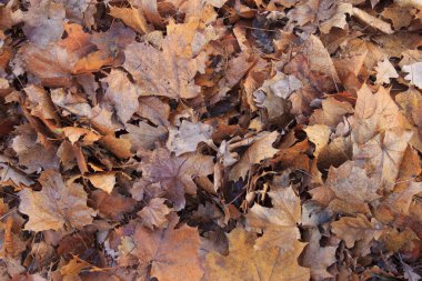 düşen yapraklar arka plan