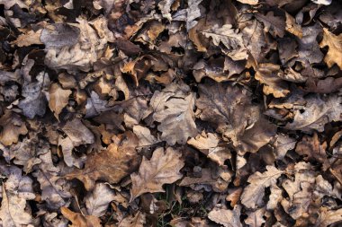 düşen yapraklar arka plan