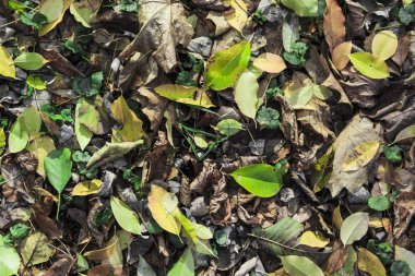 düşen yapraklar arka plan