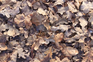 düşen yapraklar arka plan