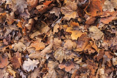 düşen yapraklar arka plan