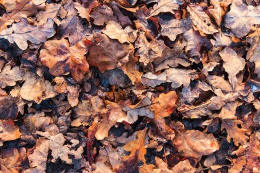 düşen yapraklar arka plan