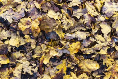 düşen yapraklar arka plan