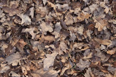 düşen yapraklar arka plan