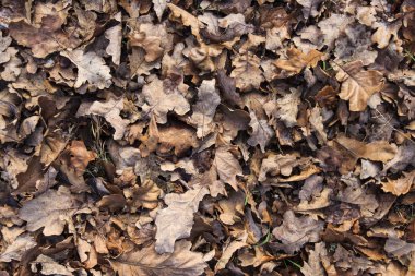 düşen yapraklar arka plan