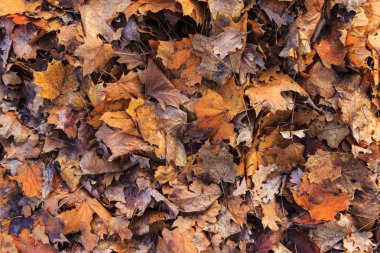 düşen yapraklar arka plan