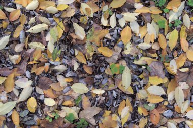 düşen yapraklar arka plan