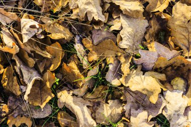düşen yapraklar arka plan