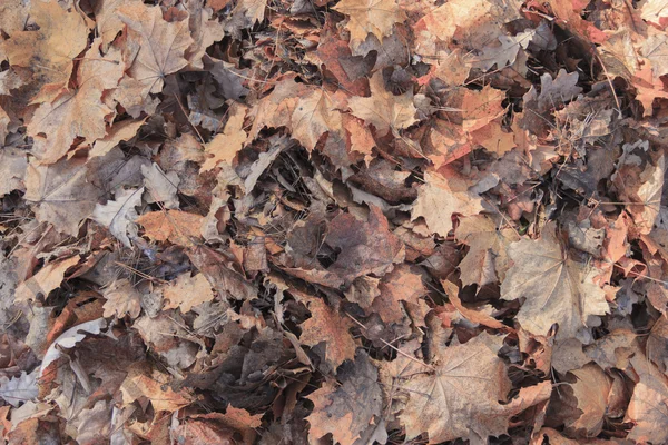 Folhas caídas fundo — Fotografia de Stock