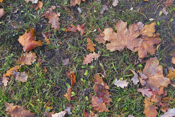 Opadłych liści tło — Zdjęcie stockowe