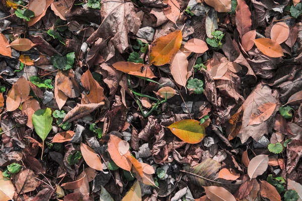 Fallen leaves background — Stock Photo, Image