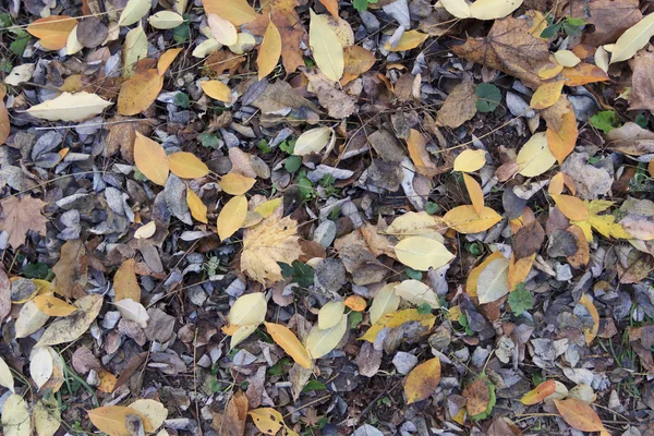 Feuilles tombées arrière-plan — Photo