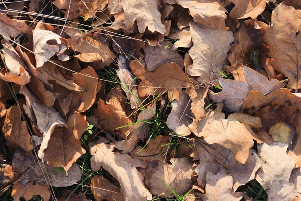 Düşen yapraklar arka plan — Stok fotoğraf