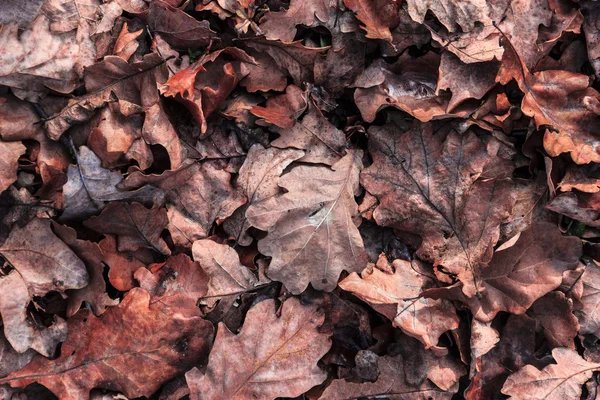 Lehullott levelek háttér Stock Fotó