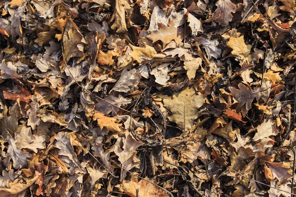 Lehullott levelek háttér Jogdíjmentes Stock Képek