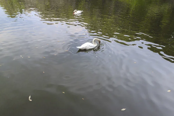 Waterfowl birds — Stock Photo, Image