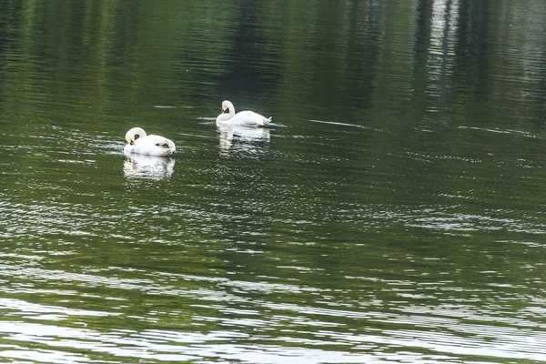 Aves aquáticas — Fotografia de Stock