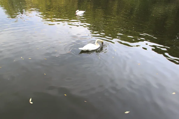 Wasservögel — Stockfoto