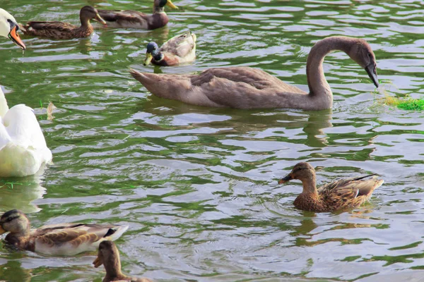 Aves aquáticas — Fotografia de Stock