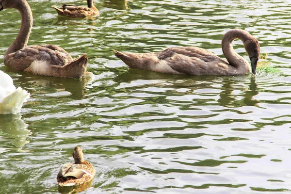 Aves aquáticas — Fotografia de Stock