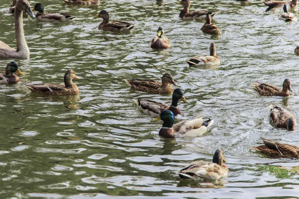 Waterfowl birds — Stock Photo, Image