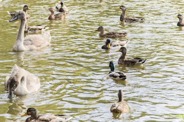 Vodní ptáci — Stock fotografie