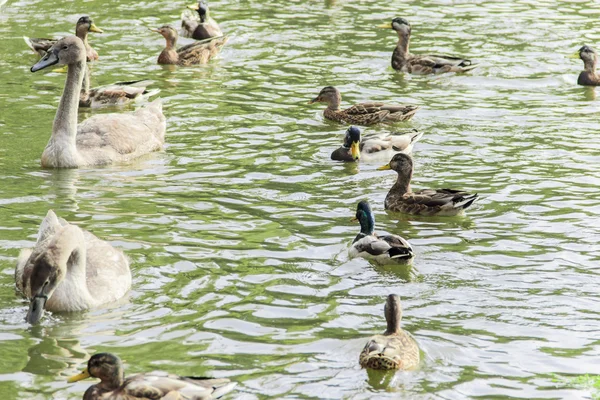 Aves aquáticas — Fotografia de Stock