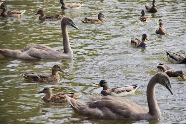 Aves aquáticas — Fotografia de Stock