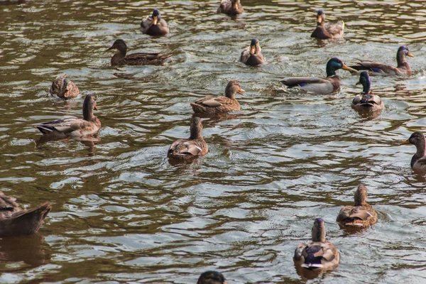 Vodní ptáci — Stock fotografie