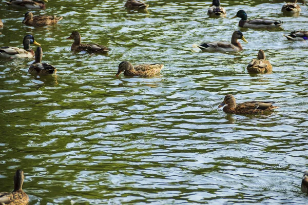 Vodní ptáci — Stock fotografie