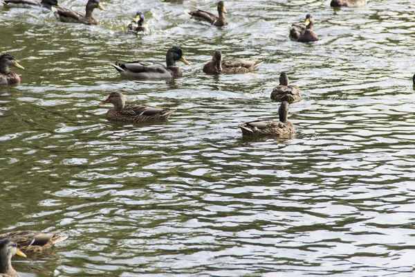 Wasservögel — Stockfoto