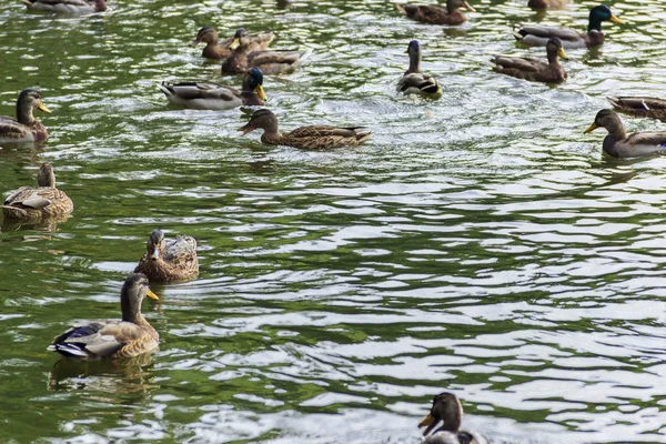 Waterfowl birds — Stock Photo, Image