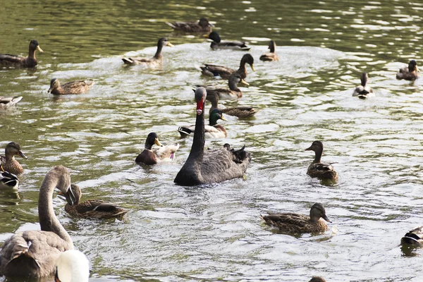 Aves aquáticas — Fotografia de Stock