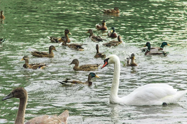 Oiseaux aquatiques — Photo